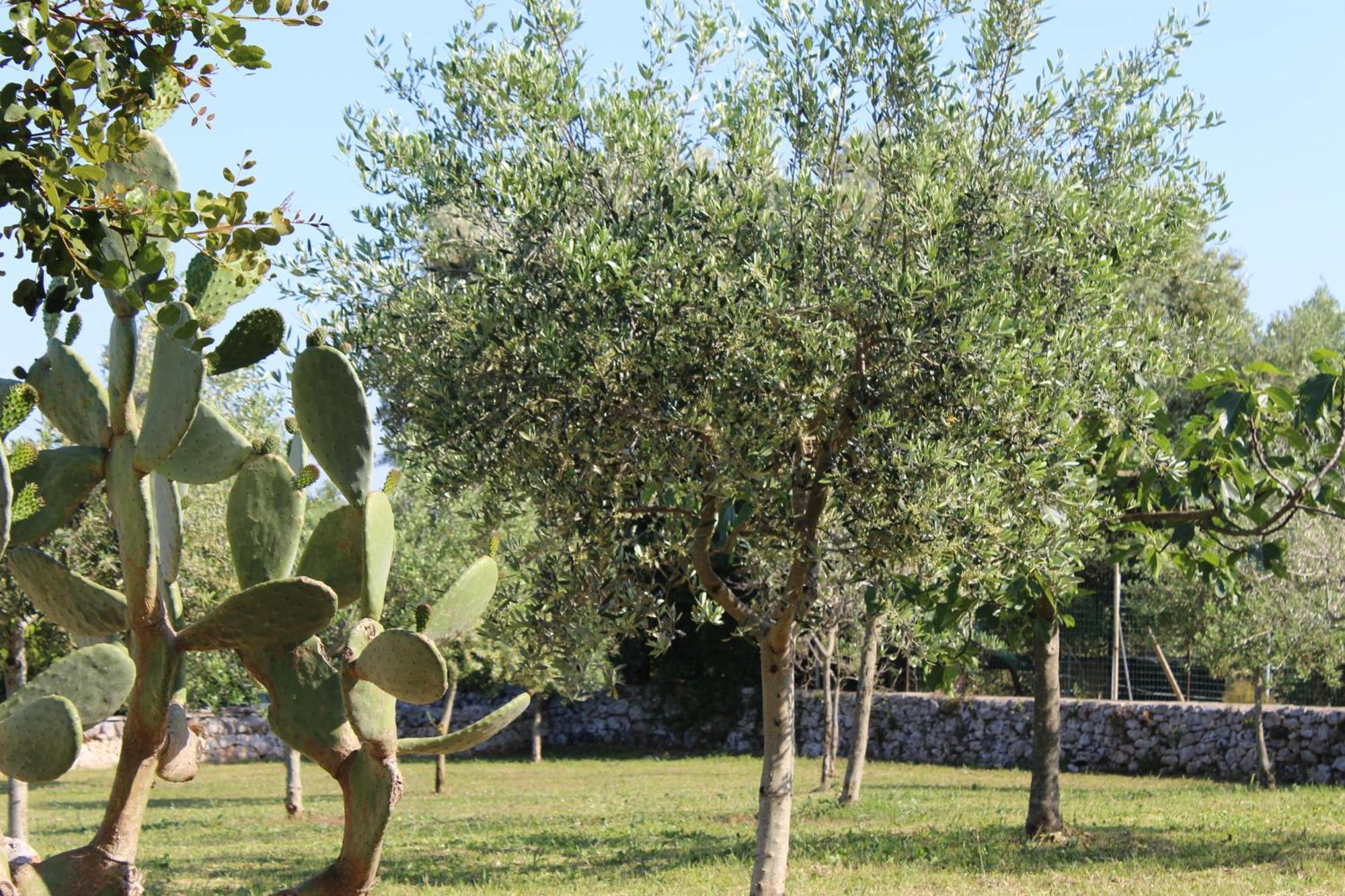 Masseria Tolla Ostuni Bagian luar foto